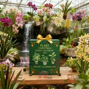 Plant Christmas Advent Calendar 2025 in a greenhouse with orchids and a waterfall in the background.