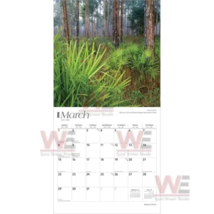 A calm image of a forest floor covered with fresh greenery beneath rows of tall trees!