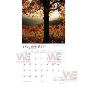 An autumn forest view with a large tree in the foreground surrounded by vibrant fall colors!